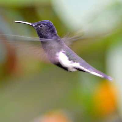 Black Jacobin